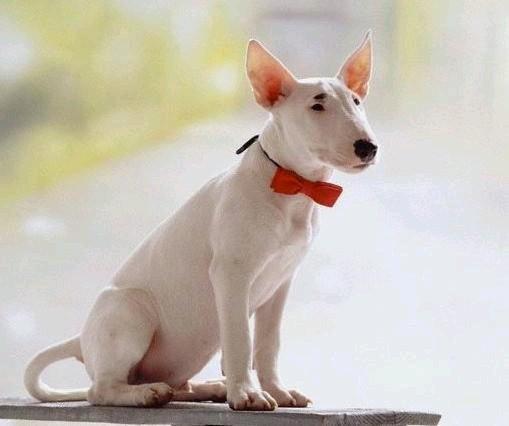 常见狗狗的名称大全，这下再也不用求人问名字啦！