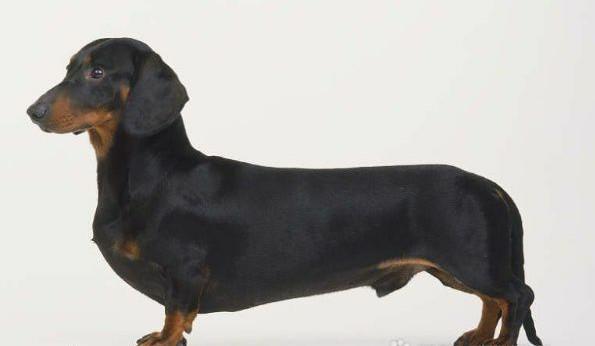 常见狗狗的名称大全，这下再也不用求人问名字啦！