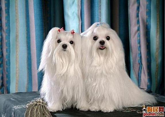 常见狗狗的名称大全，这下再也不用求人问名字啦！