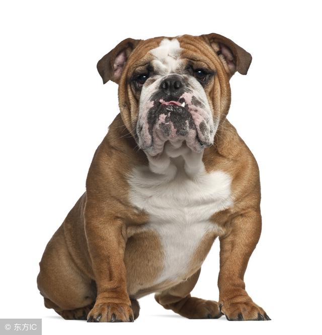 常见狗狗的名称大全，这下再也不用求人问名字啦！