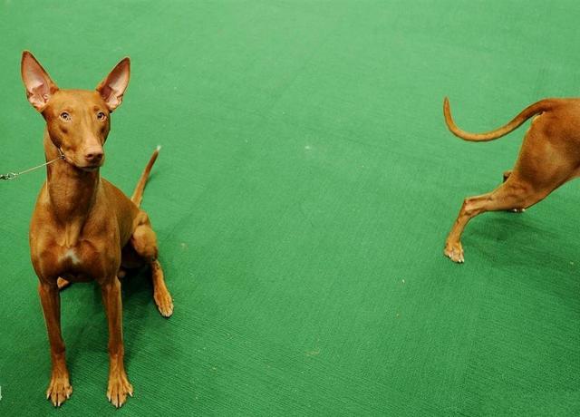 常见狗狗的名称大全，这下再也不用求人问名字啦！