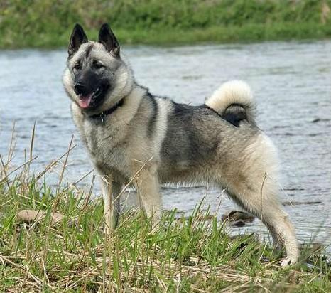 常见狗狗的名称大全，这下再也不用求人问名字啦！