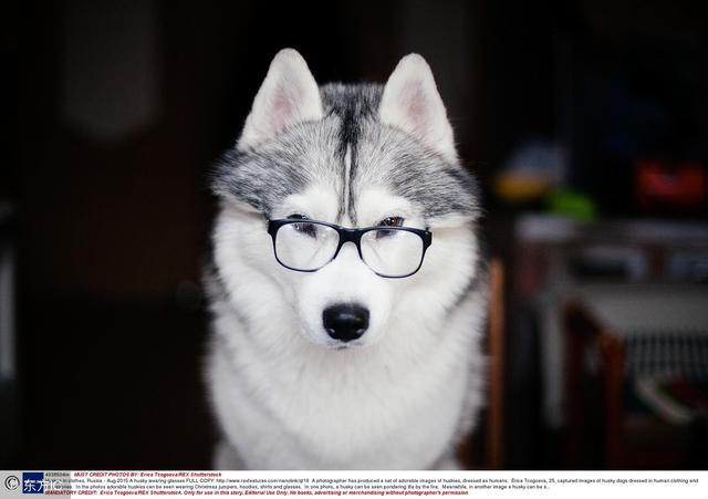 常见狗狗的名称大全，这下再也不用求人问名字啦！