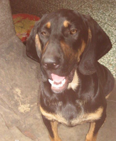 常见狗狗的名称大全，这下再也不用求人问名字啦！