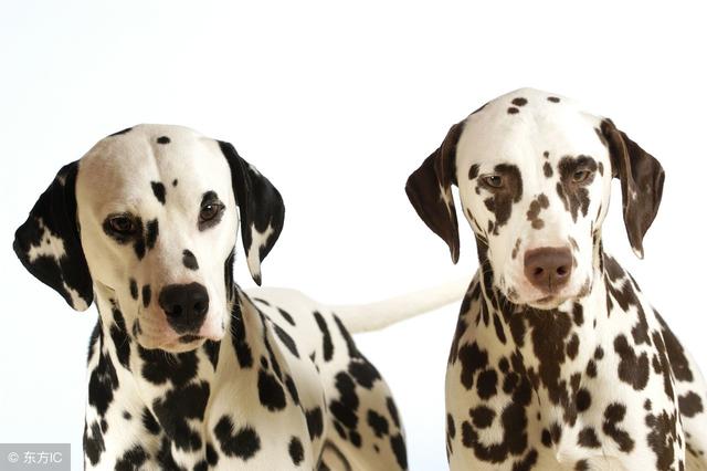 常见狗狗的名称大全，这下再也不用求人问名字啦！