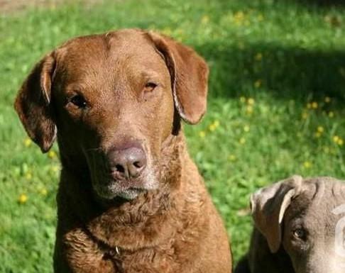 常见狗狗的名称大全，这下再也不用求人问名字啦！