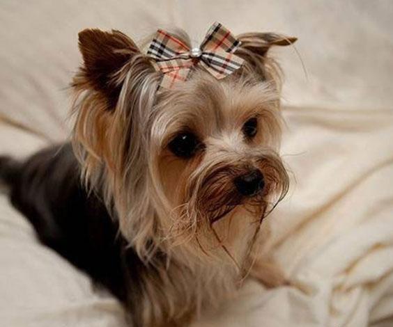 常见狗狗的名称大全，这下再也不用求人问名字啦！