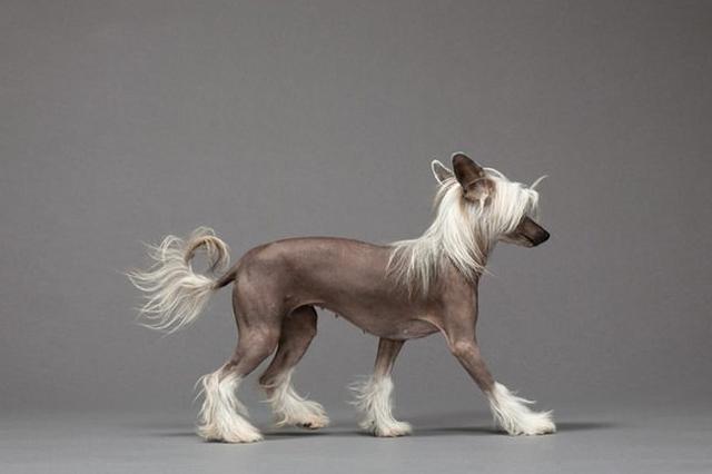 常见狗狗的名称大全，这下再也不用求人问名字啦！