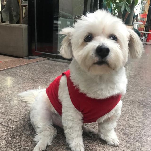 常见狗狗的名称大全，这下再也不用求人问名字啦！