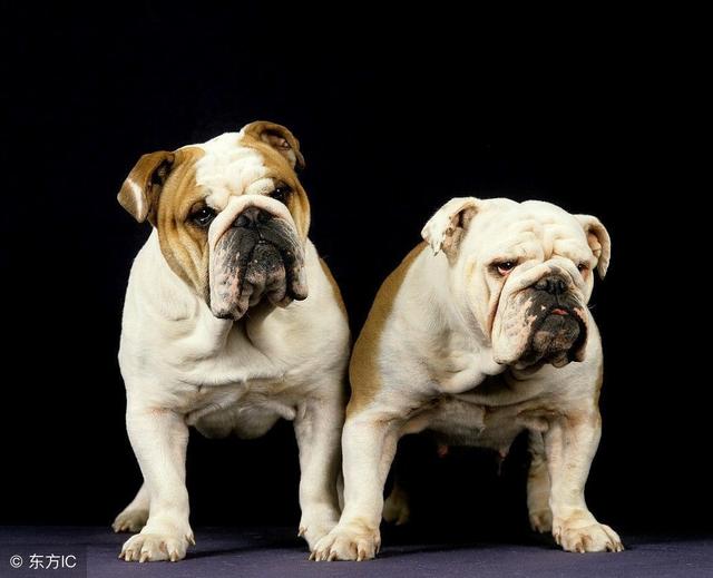 常见狗狗的名称大全，这下再也不用求人问名字啦！