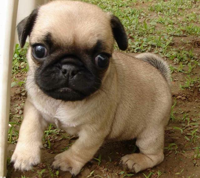 常见狗狗的名称大全，这下再也不用求人问名字啦！