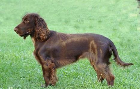 常见狗狗的名称大全，这下再也不用求人问名字啦！