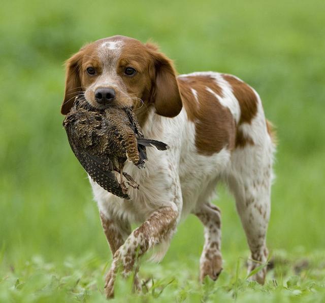 常见狗狗的名称大全，这下再也不用求人问名字啦！