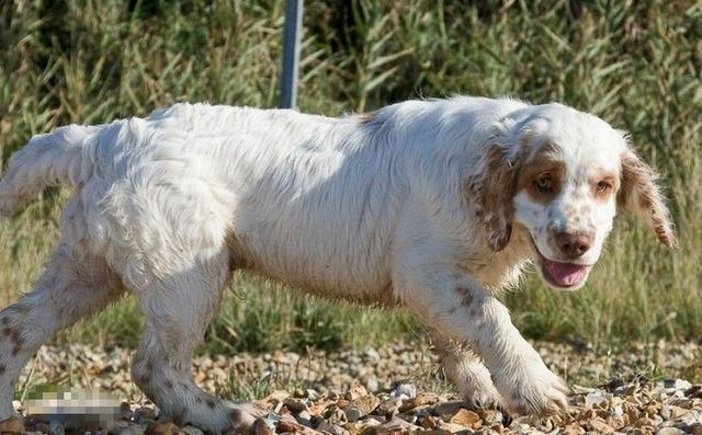 常见狗狗的名称大全，这下再也不用求人问名字啦！