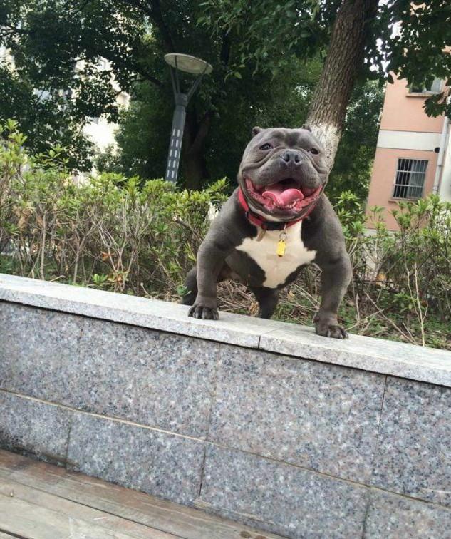 常见狗狗的名称大全，这下再也不用求人问名字啦！