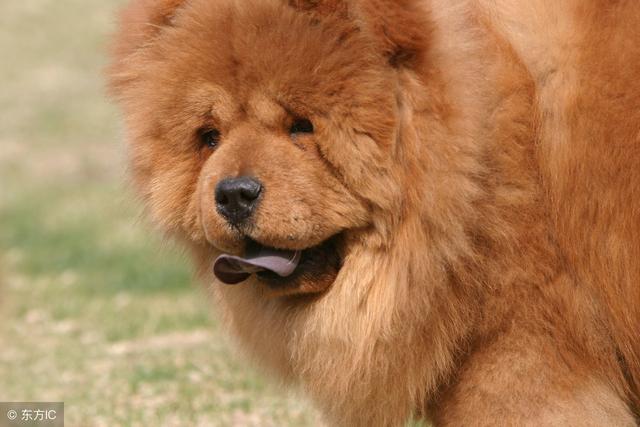 常见狗狗的名称大全，这下再也不用求人问名字啦！