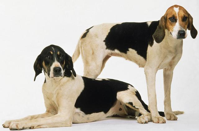 常见狗狗的名称大全，这下再也不用求人问名字啦！