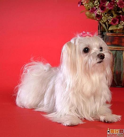 常见狗狗的名称大全，这下再也不用求人问名字啦！