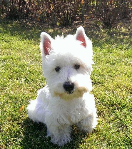 常见狗狗的名称大全，这下再也不用求人问名字啦！