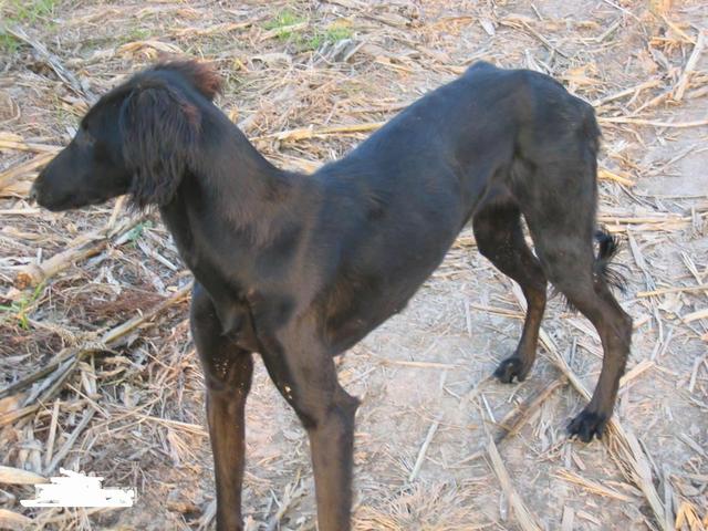 常见狗狗的名称大全，这下再也不用求人问名字啦！