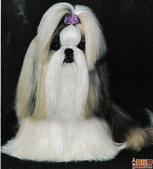 常见狗狗的名称大全，这下再也不用求人问名字啦！