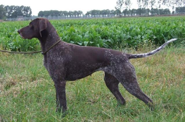 常见狗狗的名称大全，这下再也不用求人问名字啦！