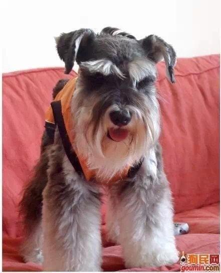 常见狗狗的名称大全，这下再也不用求人问名字啦！