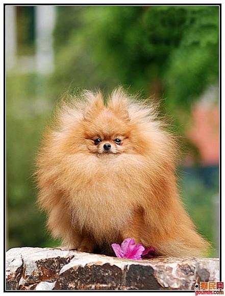 常见狗狗的名称大全，这下再也不用求人问名字啦！