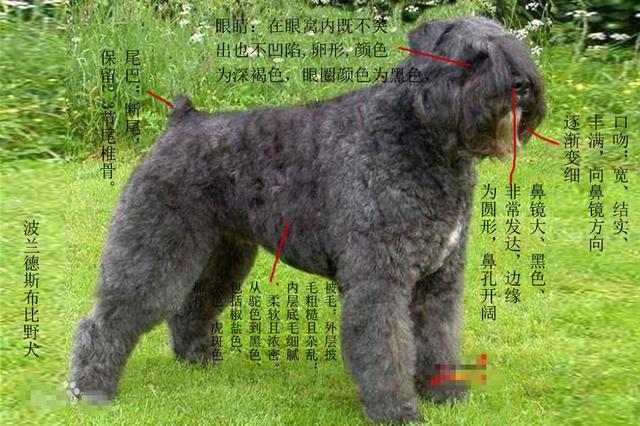 常见狗狗的名称大全，这下再也不用求人问名字啦！