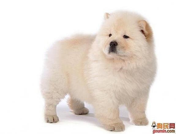 常见狗狗的名称大全，这下再也不用求人问名字啦！