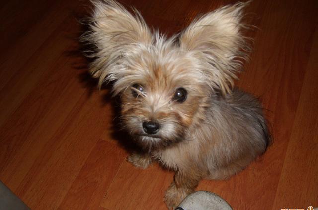 常见狗狗的名称大全，这下再也不用求人问名字啦！