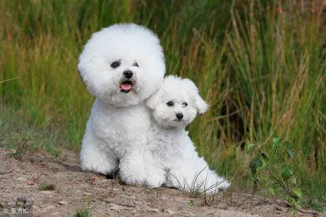 常见狗狗的名称大全-小改变网