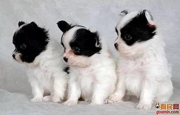 常见狗狗的名称大全，这下再也不用求人问名字啦！