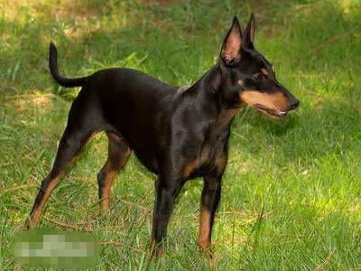 常见狗狗的名称大全，这下再也不用求人问名字啦！