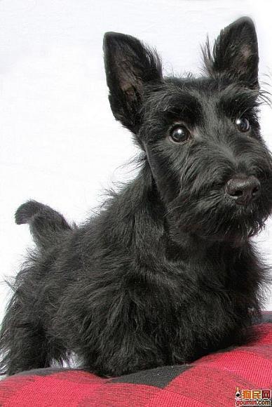 常见狗狗的名称大全，这下再也不用求人问名字啦！