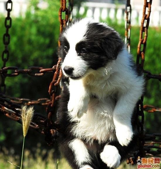 常见狗狗的名称大全，这下再也不用求人问名字啦！