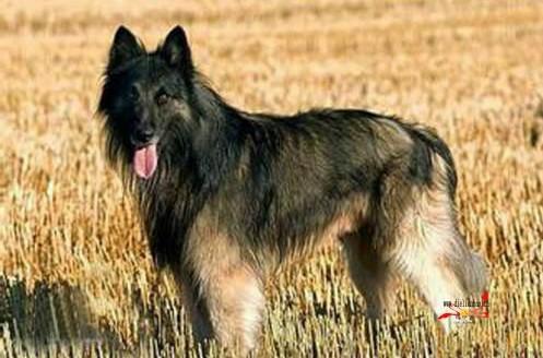 常见狗狗的名称大全，这下再也不用求人问名字啦！