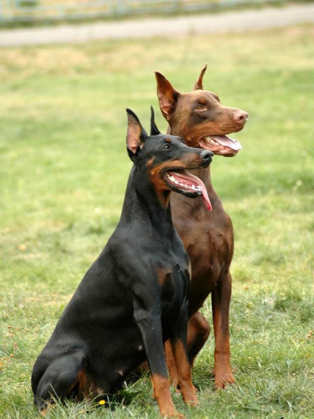 常见狗狗的名称大全，这下再也不用求人问名字啦！