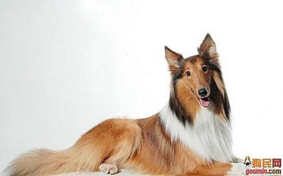 常见狗狗的名称大全，这下再也不用求人问名字啦！