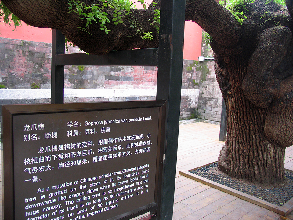 走在空无一人的紫禁城御花园区是一种怎样的感受？