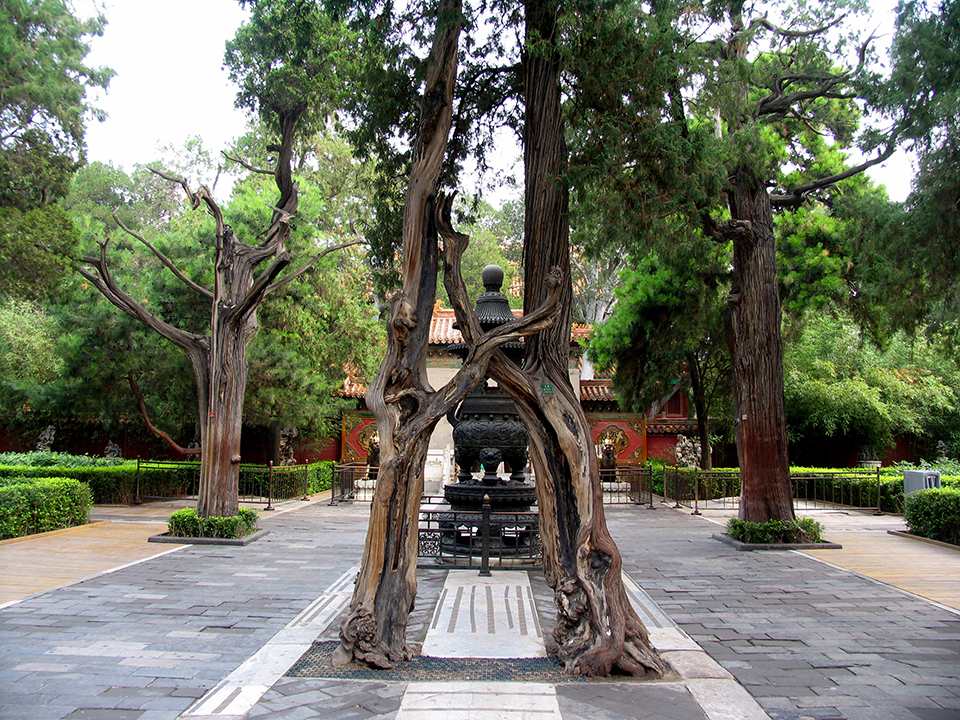 走在空无一人的紫禁城御花园区是一种怎样的感受？