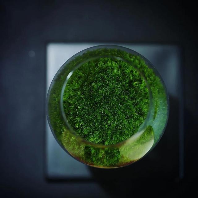 为什么你的苔藓总养不活？全面认识和了解苔藓的习性和养护技巧