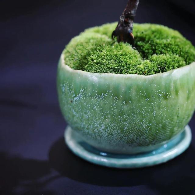 为什么你的苔藓总养不活？全面认识和了解苔藓的习性和养护技巧