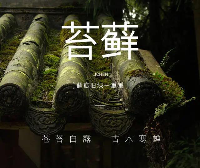 苔藓的习性和养护技巧-小改变网