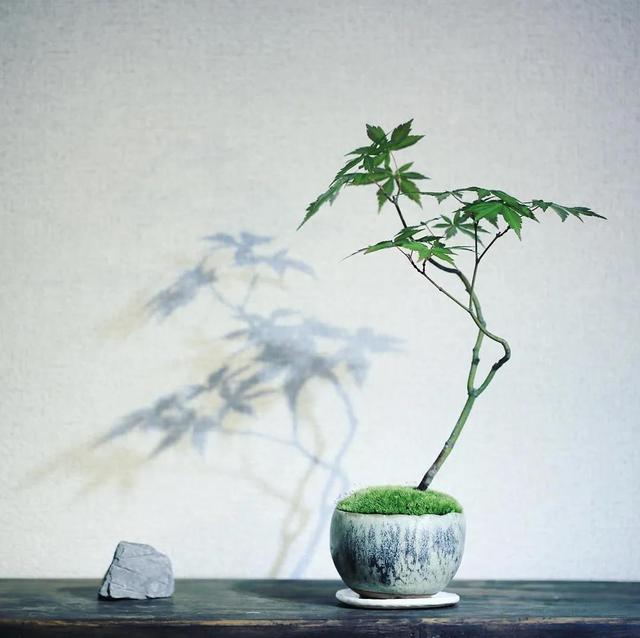 为什么你的苔藓总养不活？全面认识和了解苔藓的习性和养护技巧