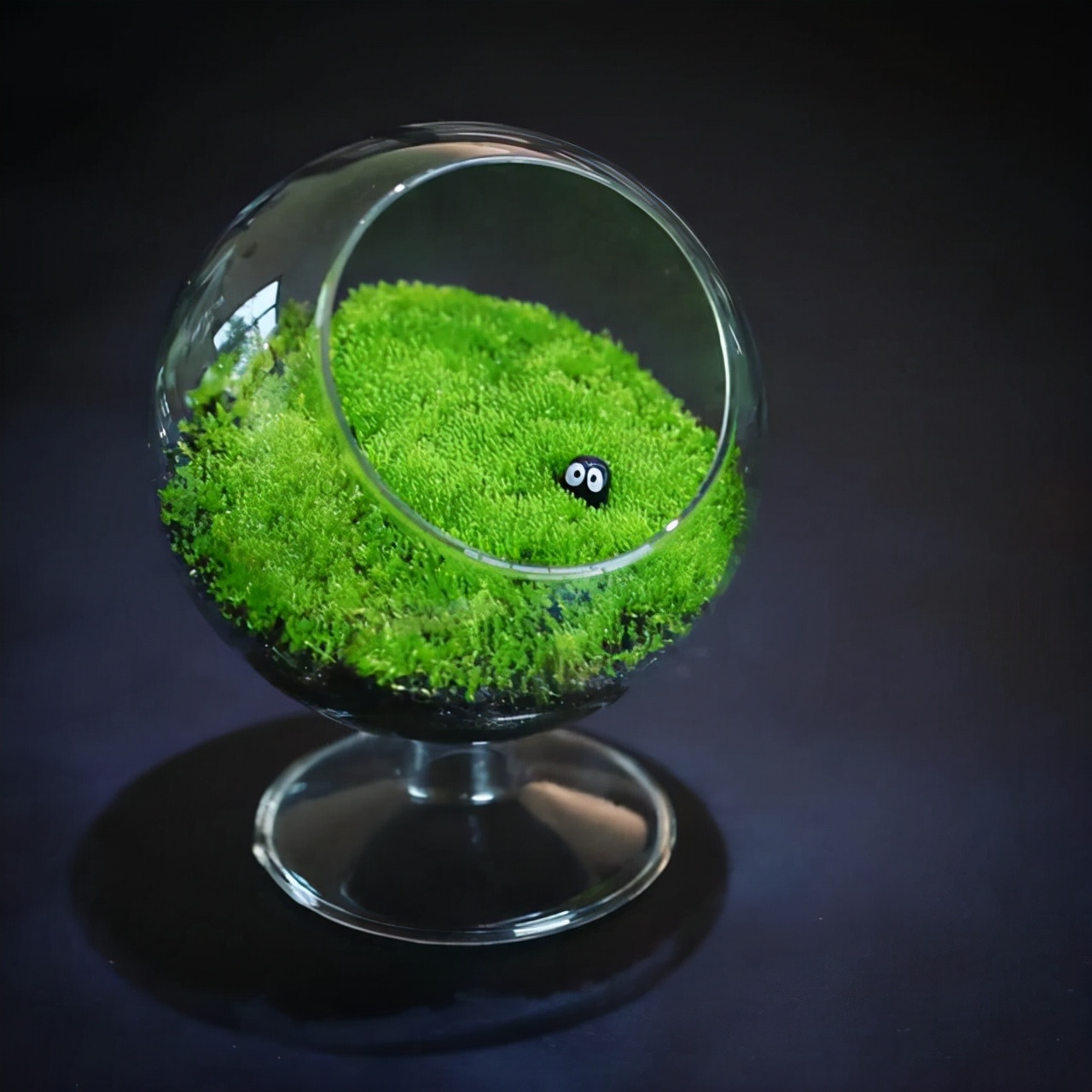 为什么你的苔藓总养不活？全面认识和了解苔藓的习性和养护技巧