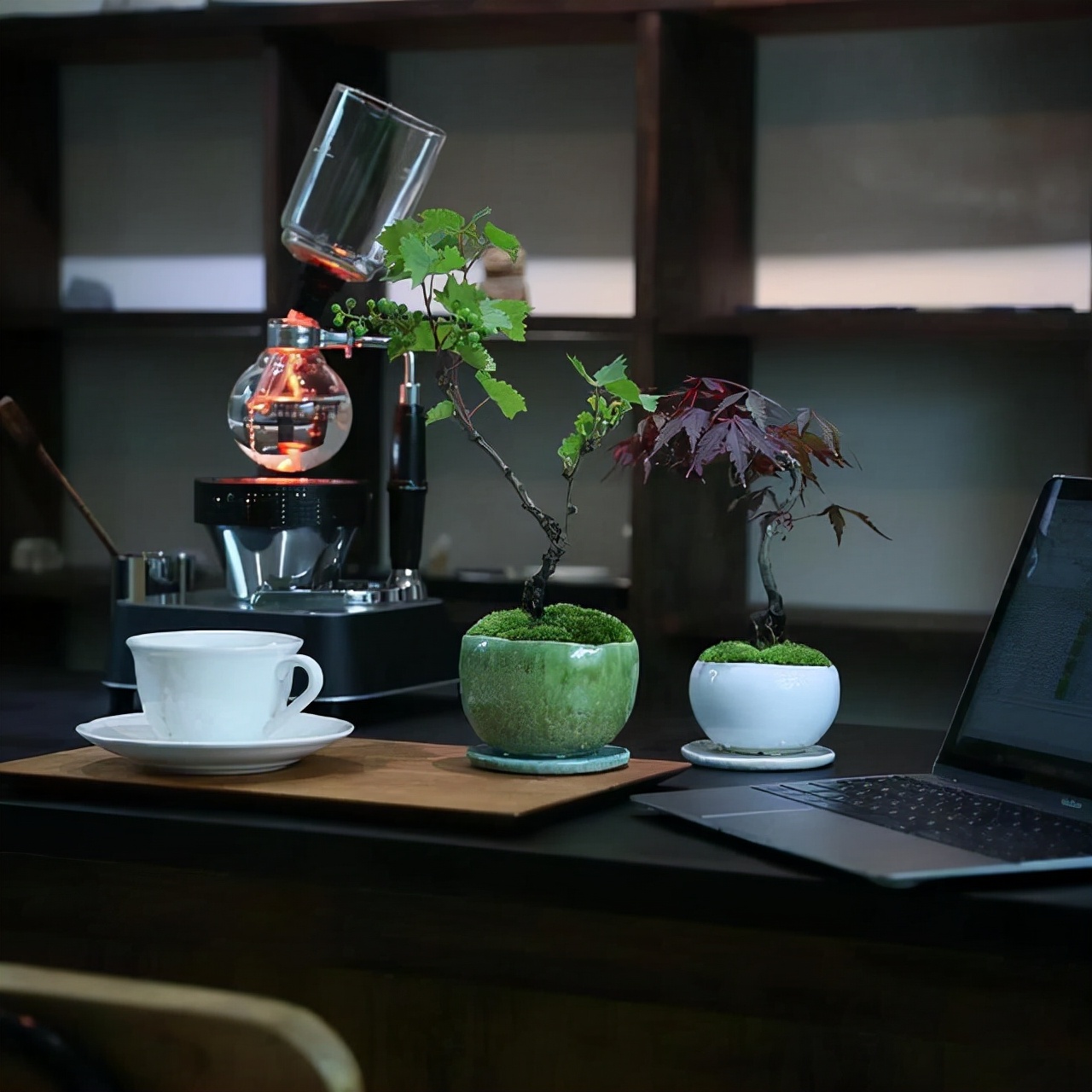 为什么你的苔藓总养不活？全面认识和了解苔藓的习性和养护技巧