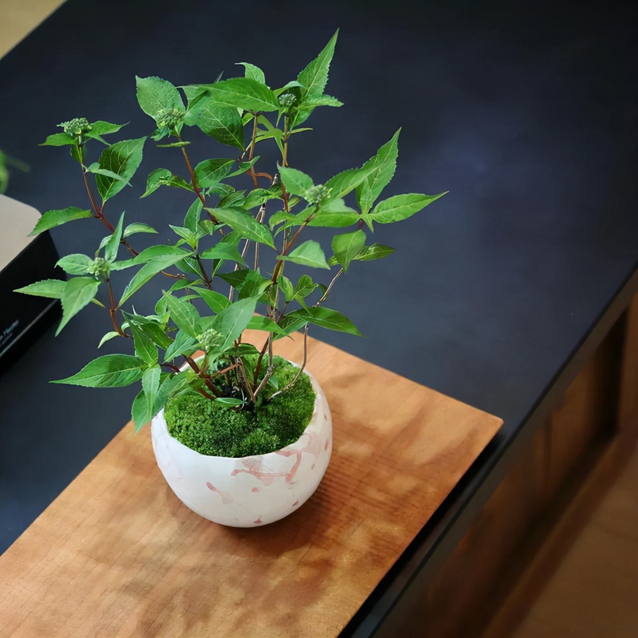 为什么你的苔藓总养不活？全面认识和了解苔藓的习性和养护技巧