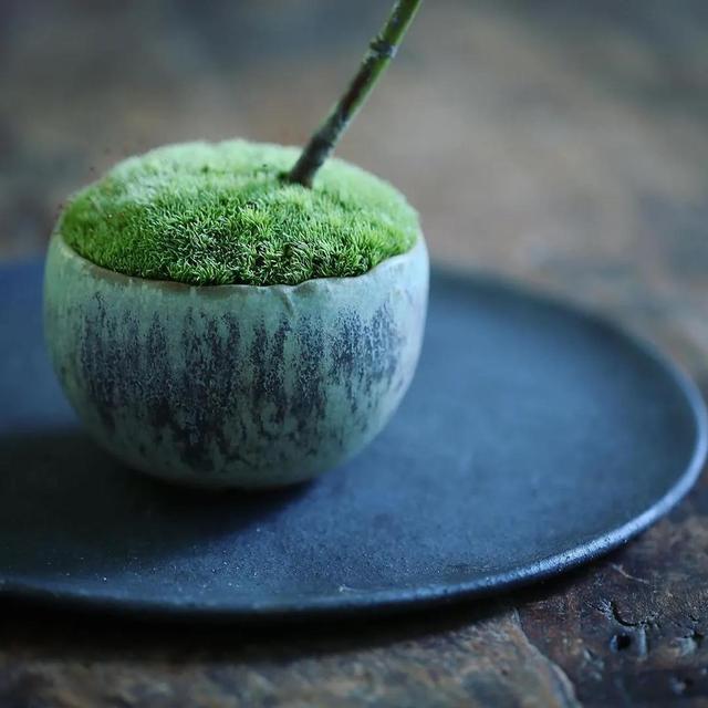 为什么你的苔藓总养不活？全面认识和了解苔藓的习性和养护技巧