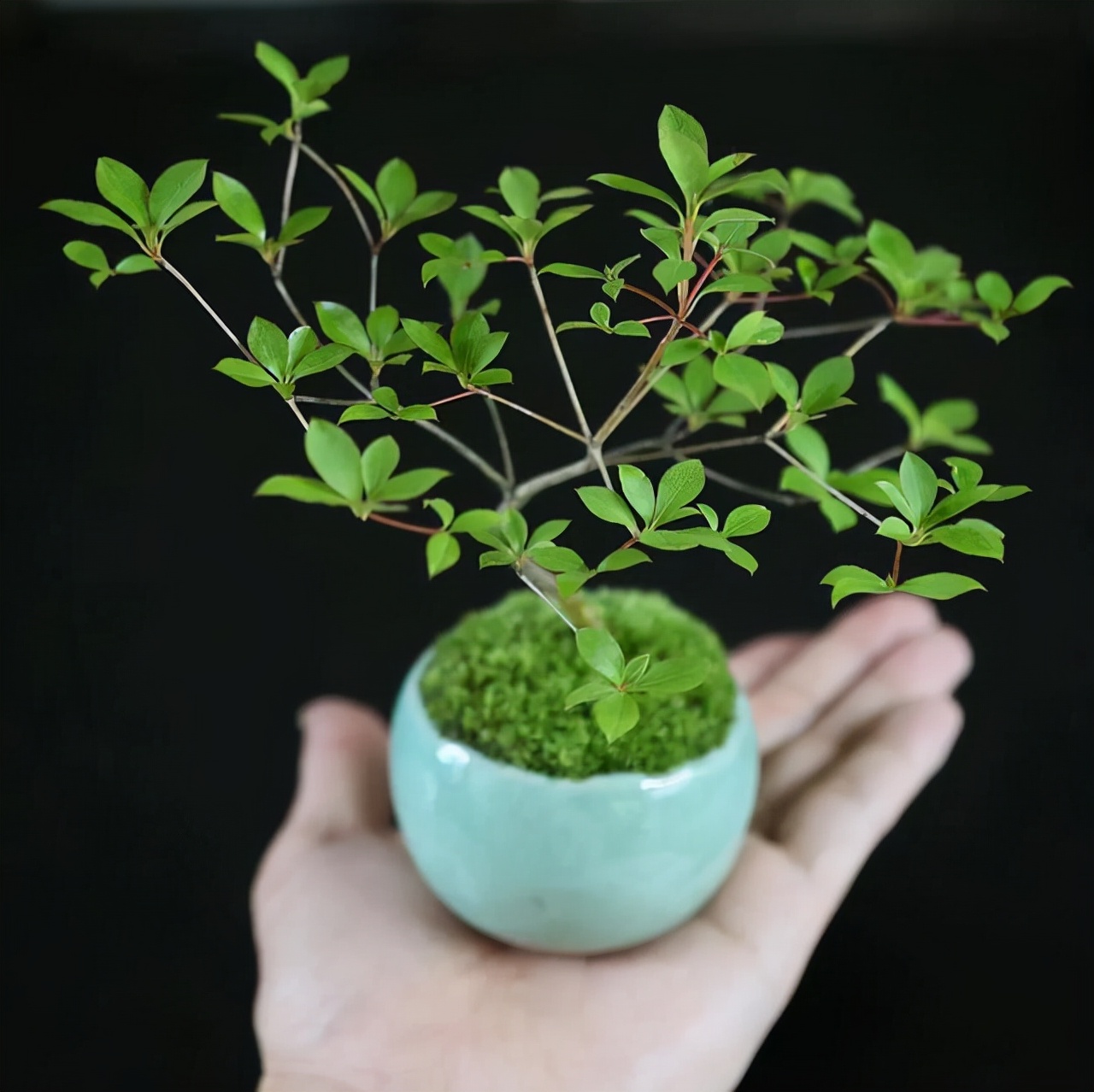 为什么你的苔藓总养不活？全面认识和了解苔藓的习性和养护技巧